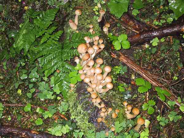  Image name: armillaria_mellea4.jpg 
 width: 600 pixel 
 height: 450 pixel 
 Size: 57283 bytes 
 Click to enlarge 